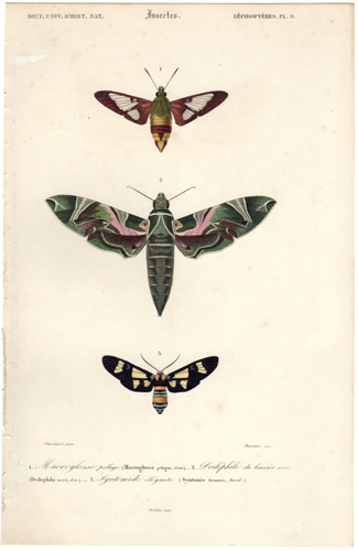 old butterfly and moth prints from 1860